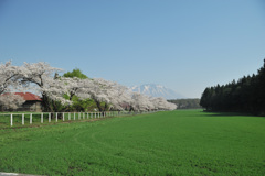 2018　春　小岩井農場