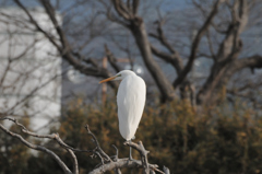 シロサギ