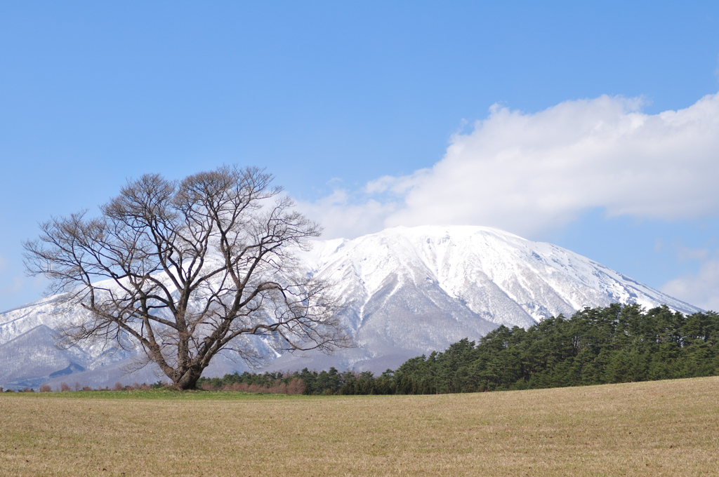 小岩井農場　一本桜