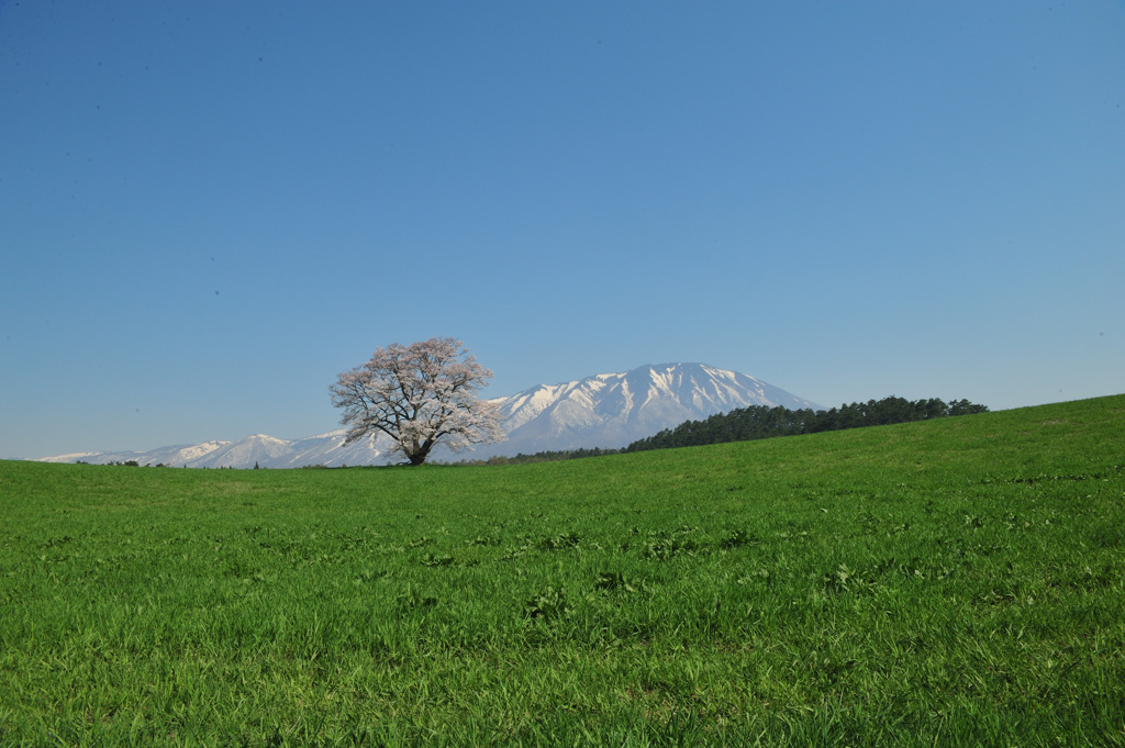 2018　春　小岩井農場