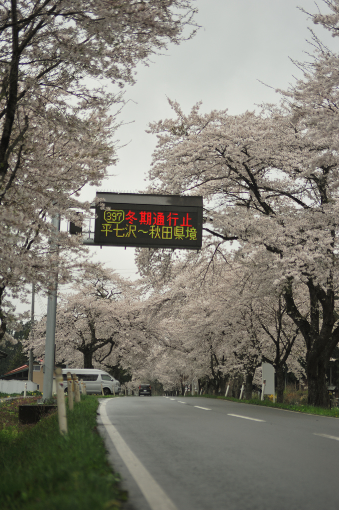 国道397号　桜の回廊　3