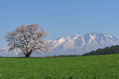 2018　春　小岩井農場