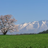 2018　春　小岩井農場