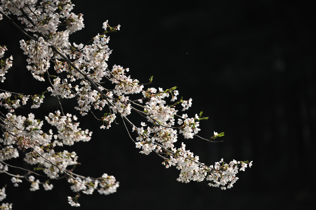 小岩井農場の桜