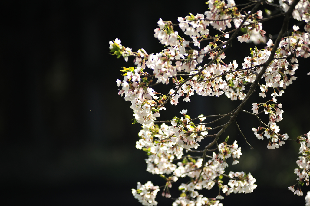 2017春　小岩井農場　桜　4
