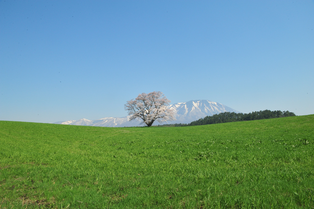 2018　春　小岩井農場
