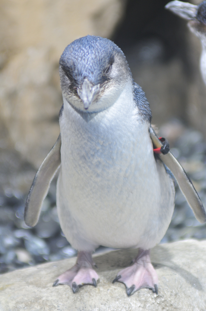 仙台うみの杜水族館13