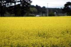 菜の花畑
