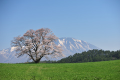 2018　春　小岩井農場