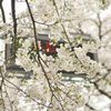 国道397号　桜の回廊　8