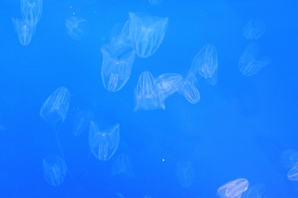 仙台うみの杜水族館20