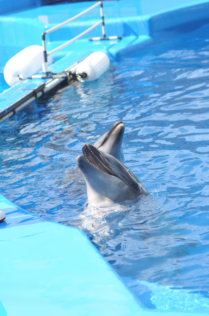 仙台うみの杜水族館8