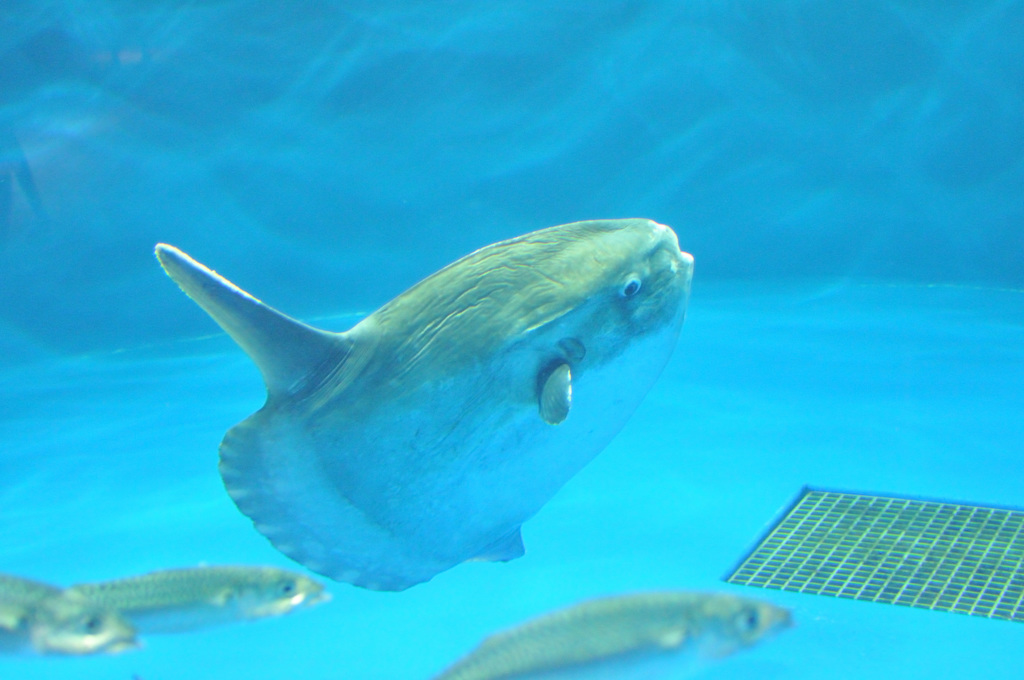 仙台うみの杜水族館5