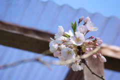 自宅の桜も咲き始め・・・