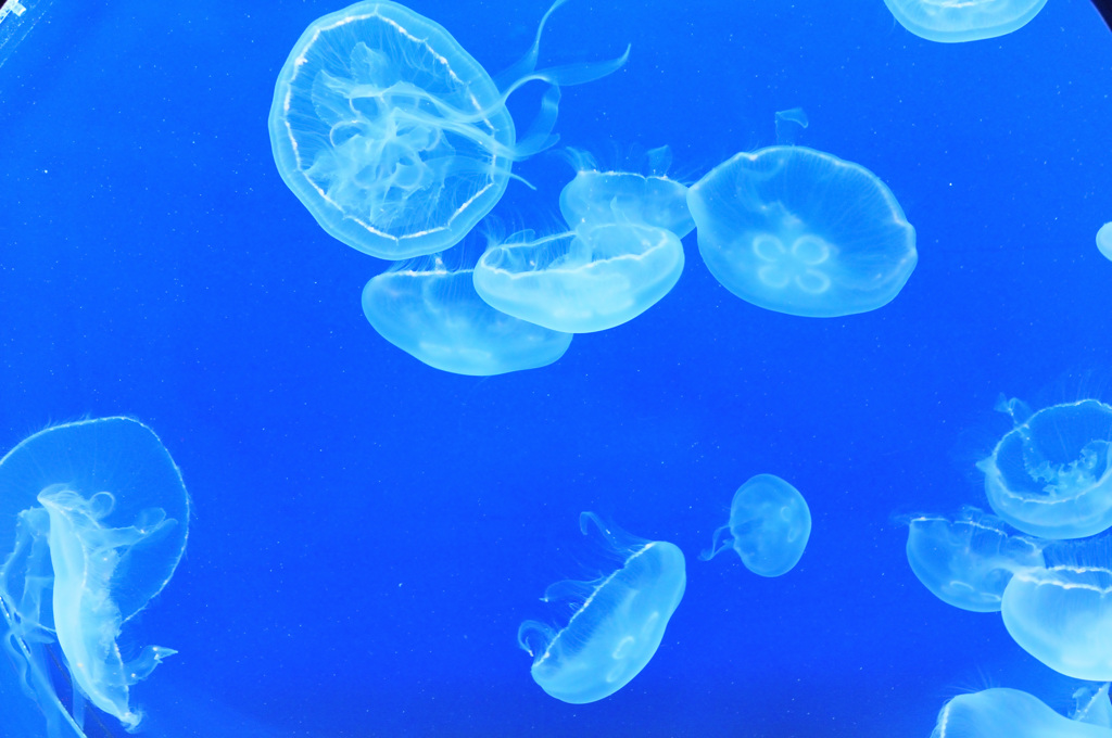 仙台うみの杜水族館19