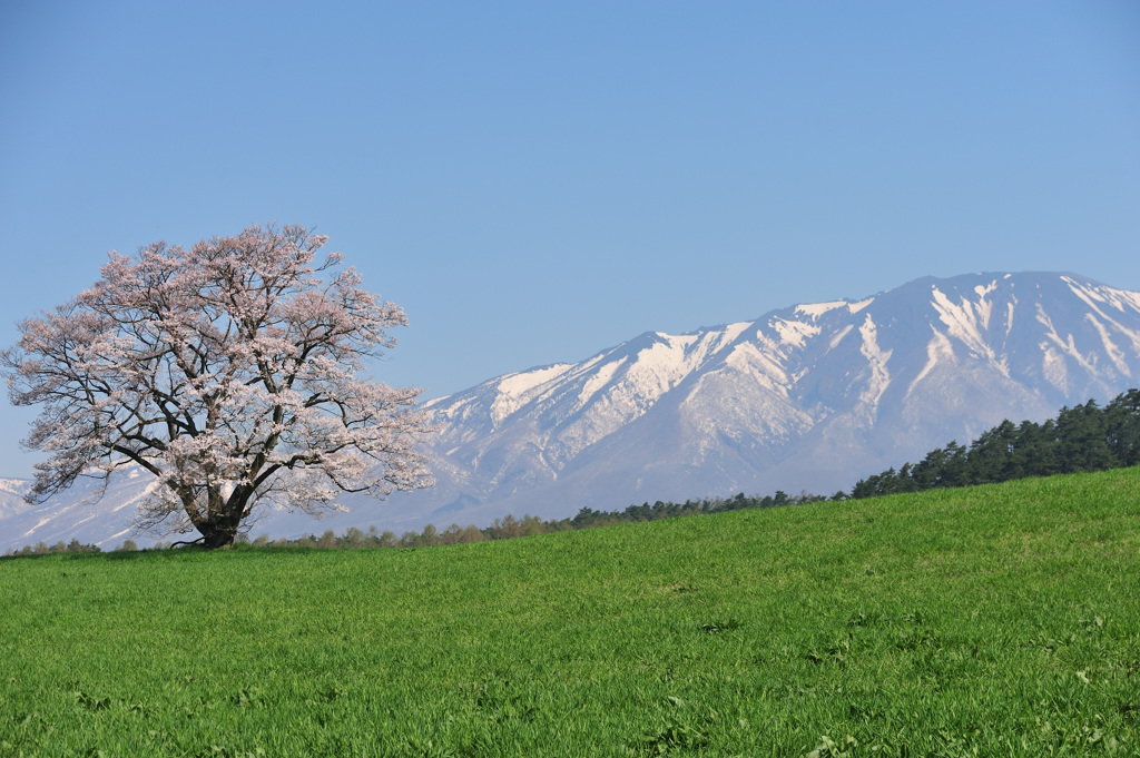 2018　春　小岩井農場