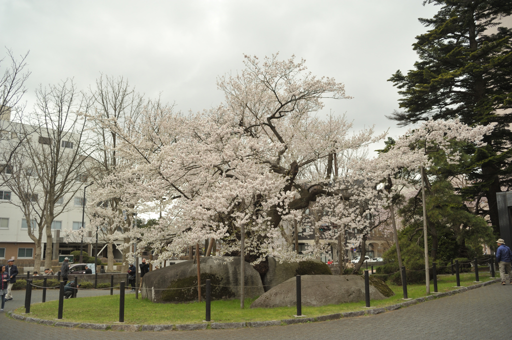 石割桜　1