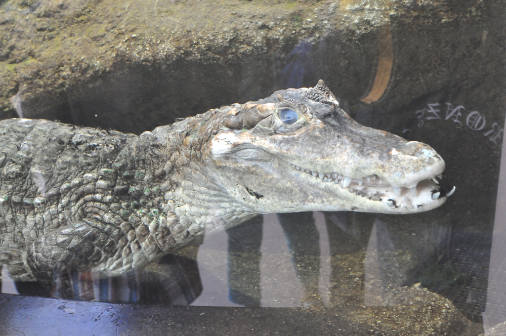 仙台うみの杜水族館15