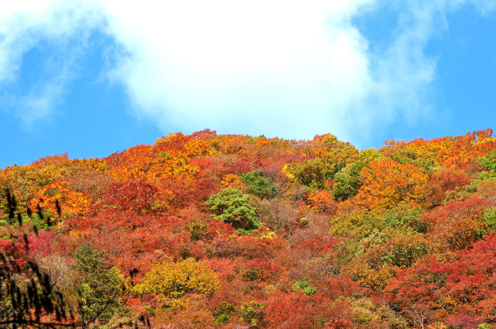 2016紅葉