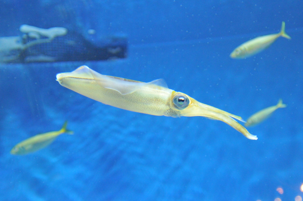 仙台うみの杜水族館4