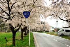 国道397号　桜の回廊　1
