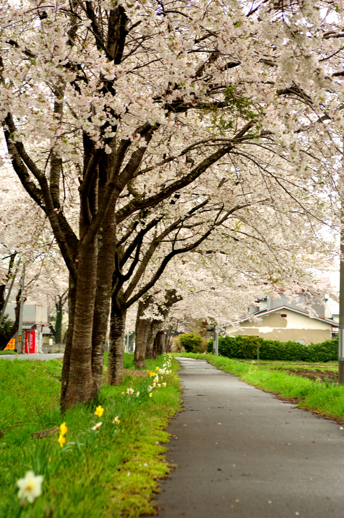 国道397号　桜の回廊　2