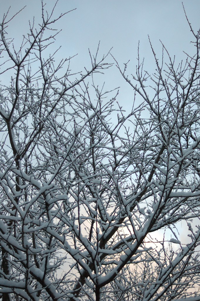 雪の朝　