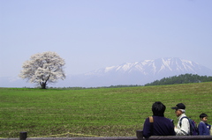 一本桜