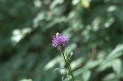 _ICT7460