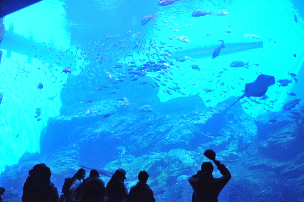 仙台うみの杜水族館1