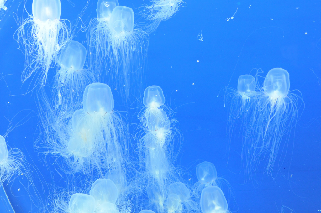 仙台うみの杜水族館17