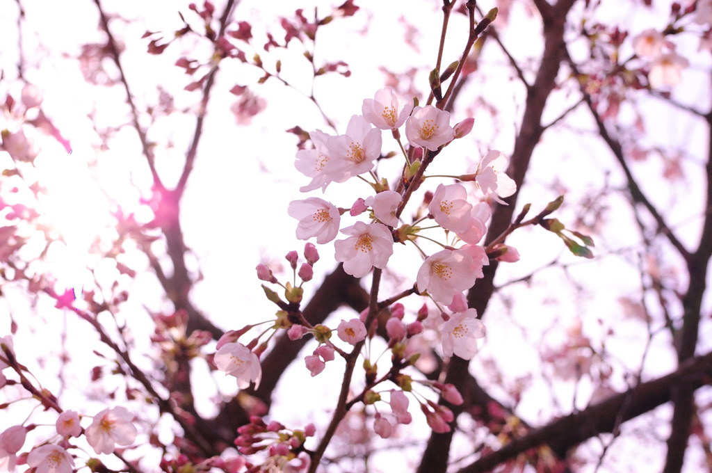 桜