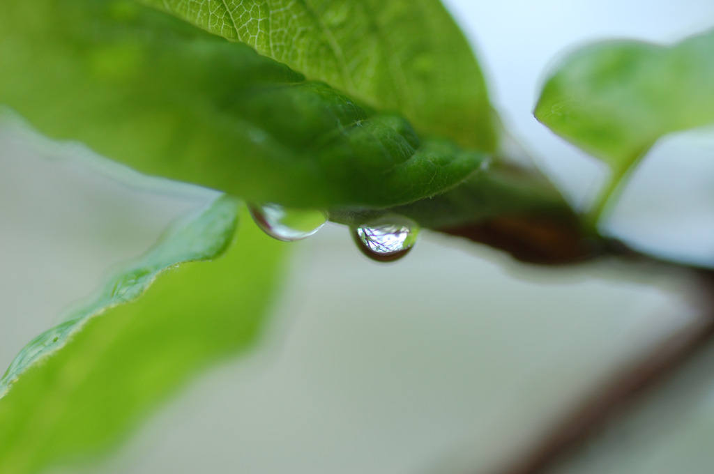 雨上がりの朝