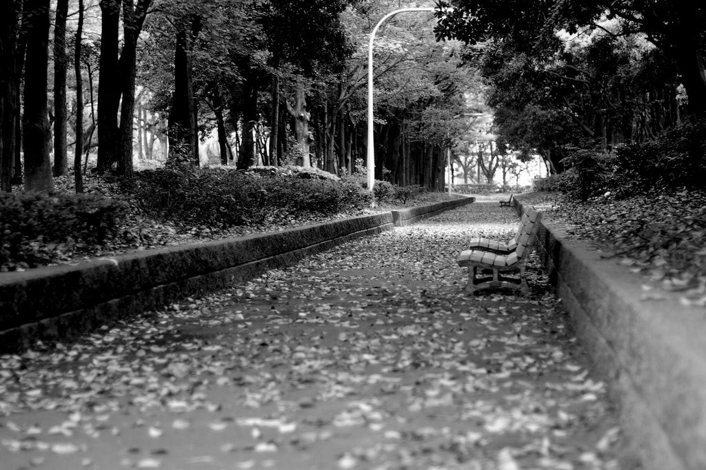 悲しき散歩道