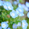 baby blue-eyes / 青い目