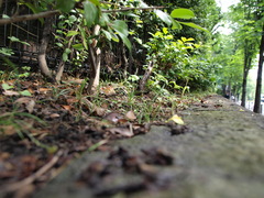 雨上がり、蟻の散歩道。