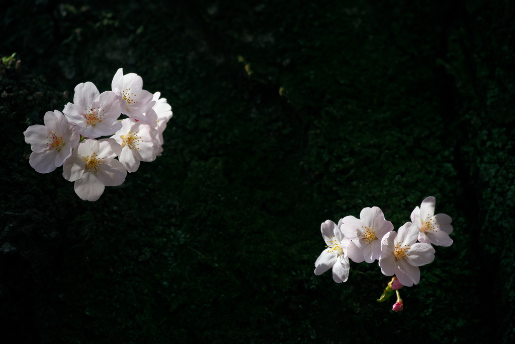 胴吹き桜　2015