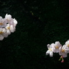 胴吹き桜　2015