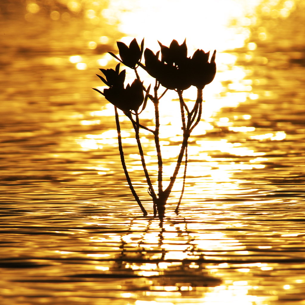 ヒルギのある夕暮れ・・・
