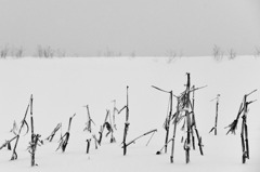 麦の丘-2011冬《D3x版》