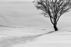 丘の孤木 - 2011 冬