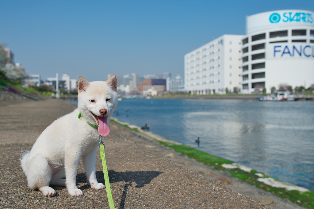 お花見♪