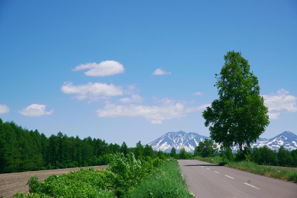 夏へ・・・  《北の大地2013初夏》