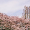 空が・・・青くない・・・(^^;)