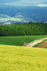 富良野-2008夏