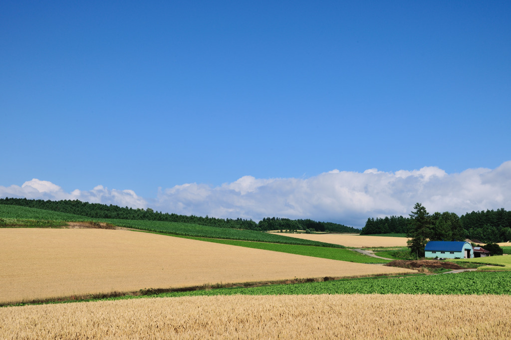 空と大地の夏-2011 富良野