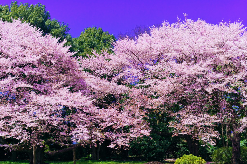 桜日和