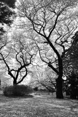 Pavement of SAKURA