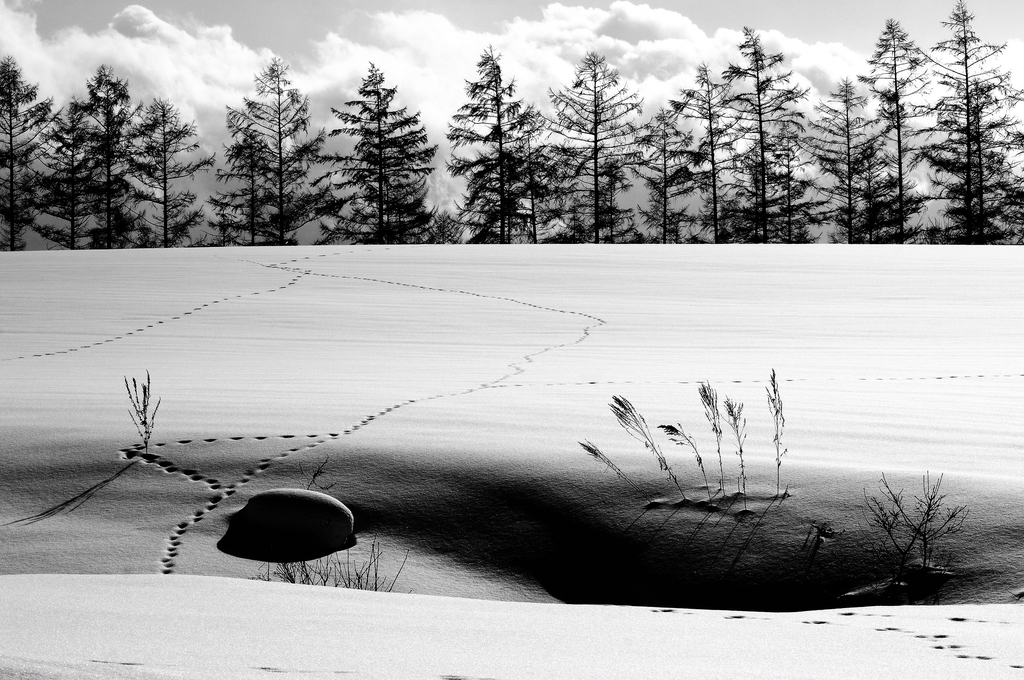 White Silence