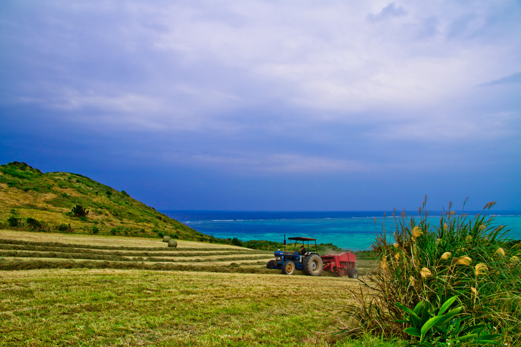 Pasture in Ishigaki ...Part1